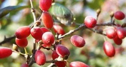 How to grow Chinese dogwood, a comprehensive analysis of the planting techniques