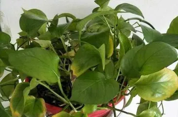 What are the reasons for the yellowing of pothos leaves? Analysis of the causes of pothos leaf yellowing and care tips1
