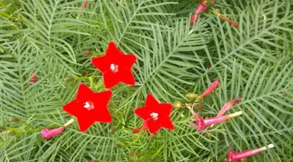 Chrysanthemum Flowering Time and Care Tips (Understand Chrysanthemum Growth Habits to Create a Beautiful Garden)