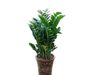 What is the symbolism of the Money Tree? The symbolism of the Money Tree and its care methods