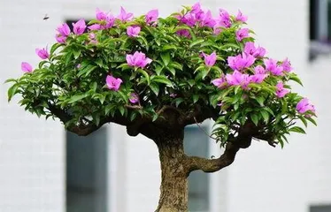 How to take care of bougainvillea, the secret to blooming beautifully all year round