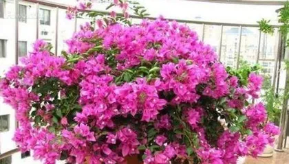 How to take care of bougainvillea, the secret to blooming beautifully all year round1