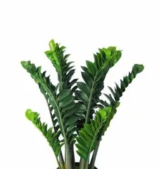 What is the symbolism of the Money Tree? The symbolism of the Money Tree and its care methods2