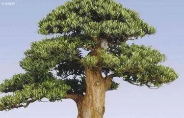 How to Prune Podocarpus and Shape Unique Bonsai Art