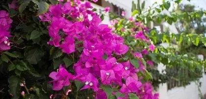 How to take care of bougainvillea, the secret to blooming beautifully all year round2