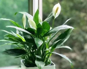 How to Grow Lucky Plants Smoothly and Easily Create a Healthy Home Environment