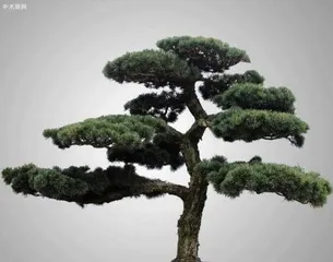 How to Prune Podocarpus and Shape Unique Bonsai Art1
