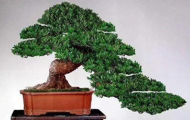 How to Prune Podocarpus and Shape Unique Bonsai Art2