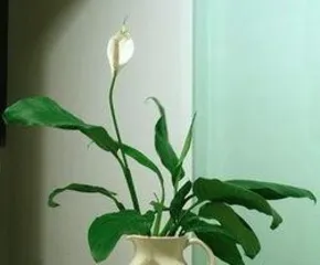 What fertilizer to use for White Orchids? Unveiling the best fertilizer choice and application techniques for White Orchids
