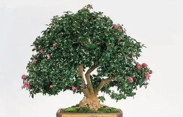 What fertilizer to use for potted camellias, essential fertilizer choices for creating beautiful camellias