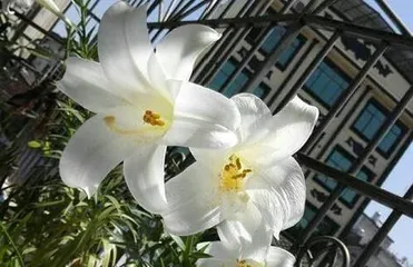 How to grow lilies well? (Comprehensive analysis of key points for lily care!)0