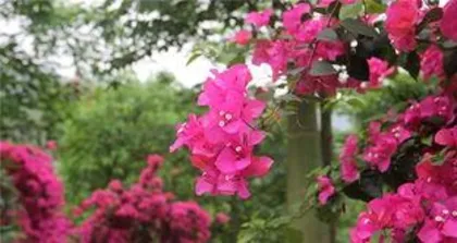 What causes Bougainvillea to drop flowers, common reasons, and care tips