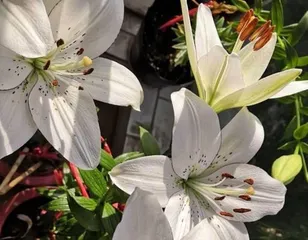 How to grow lilies well? (Comprehensive analysis of key points for lily care!)2