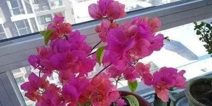 What causes Bougainvillea to drop flowers, common reasons, and care tips1