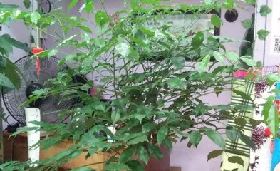 How to Care for a Lucky Tree and Precautions?, Full Analysis of Precautions and Care Tips