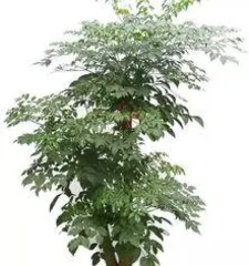 How to Care for a Lucky Tree and Precautions?, Full Analysis of Precautions and Care Tips1