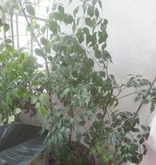 How to Care for a Lucky Tree and Precautions?, Full Analysis of Precautions and Care Tips2
