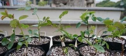 When is the best time to take cuttings of roses? The optimal timing and efficient propagation techniques for rose cuttings.