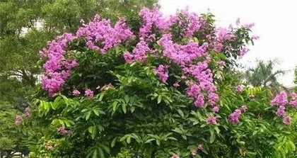 How to Care for a Crape Myrtle Tree: The Secret to Creating a Beautiful Garden
