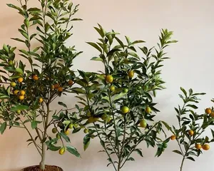 A Care Guide for Ornamental Orange Trees: How to Help Them Grow Strong and Healthy3
