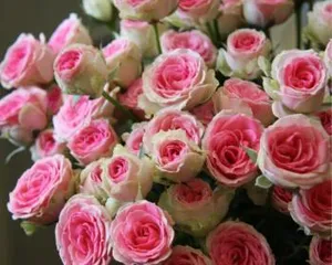 Vintage Coral Rose (Exploring the growth characteristics and care tips of the Vintage Coral Rose) 3