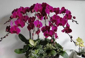 蝴蝶兰开完花后的养护技巧（如何让蝴蝶兰重新开花）2