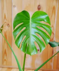 A detailed guide to growing Monstera deliciosa outdoors (Help your Monstera thrive outdoors, understand the key care points) 1