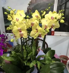 蝴蝶兰开完花后的养护技巧（如何让蝴蝶兰重新开花）3