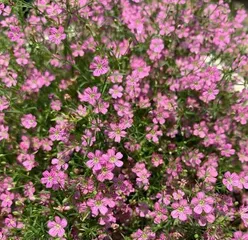 A detailed guide to planting and caring for Gypsophila (creating your own Gypsophila garden, being a person who understands life) 1