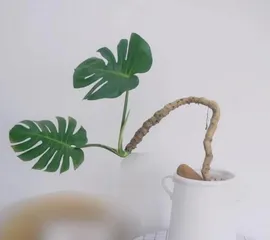 A detailed guide to growing Monstera deliciosa outdoors (Help your Monstera thrive outdoors, understand the key care points) 2