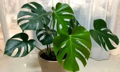 A detailed guide to growing Monstera deliciosa outdoors (Help your Monstera thrive outdoors, understand the key care points) 3