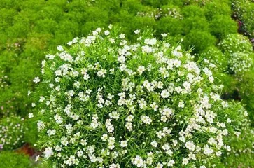 A detailed guide to planting and caring for Gypsophila (creating your own Gypsophila garden, being a person who understands life) 2