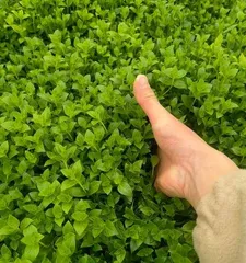 A detailed guide to planting and caring for Gypsophila (creating your own Gypsophila garden, being a person who understands life) 3