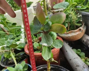 How to Care for the Old Stump of a Kalanchoe? (Pruning and Cultivation Methods to Revitalize the Old Stump) 1