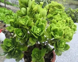 How to Care for the Old Stump of a Kalanchoe? (Pruning and Cultivation Methods to Revitalize the Old Stump) 2