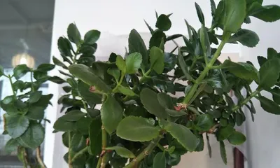 How to Care for the Old Stump of a Kalanchoe? (Pruning and Cultivation Methods to Revitalize the Old Stump) 3