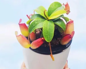Complete Guide to Venus Flytrap Cultivation (From Care Essentials to Propagation Methods, All Analyzed in One Article) 1
