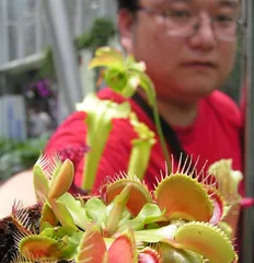 Complete Guide to Venus Flytrap Cultivation (From Care Essentials to Propagation Methods, All Analyzed in One Article) 3