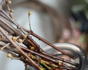 水培干杜鹃花的养护(水培干杜鹃花的种植技巧和养护方法)1