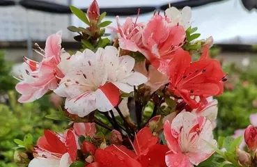 水培干杜鹃花的养护(水培干杜鹃花的种植技巧和养护方法)2