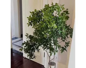 水培干杜鹃花的养护(水培干杜鹃花的种植技巧和养护方法)3