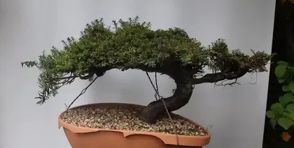 Selection and Care of Potted Yew (How to Choose the Right Pot, Soil, and Care Tips) 1