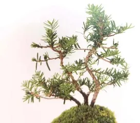 Selection and Care of Potted Yew (How to Choose the Right Pot, Soil, and Care Tips) 2