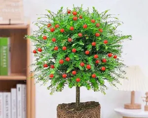 Selection and Care of Potted Yew (How to Choose the Right Pot, Soil, and Care Tips) 3