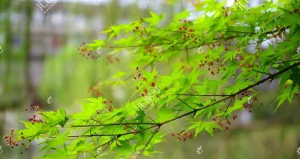 Maple Trees Are Angiosperms (Exploring the Biological Characteristics and Classification of Maple Trees) 1