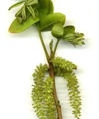 Maple Trees Are Angiosperms (Exploring the Biological Characteristics and Classification of Maple Trees) 2