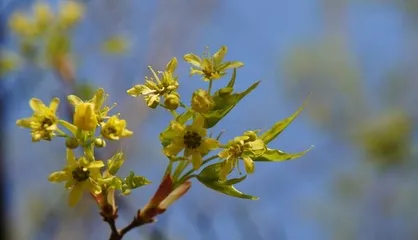 Maple Trees Are Angiosperms (Exploring the Biological Characteristics and Classification of Maple Trees) 3