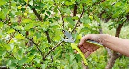 Acer truncatum Pruning Guide (Time, Methods, Precautions Fully Analyzed!) 1