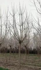 Acer truncatum Pruning Guide (Time, Methods, Precautions Fully Analyzed!) 2