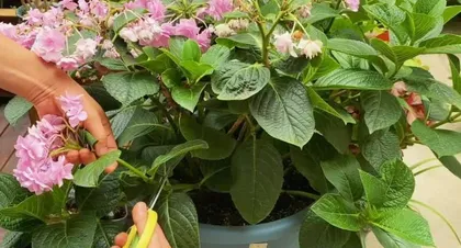 Acer truncatum Pruning Guide (Time, Methods, Precautions Fully Analyzed!) 3